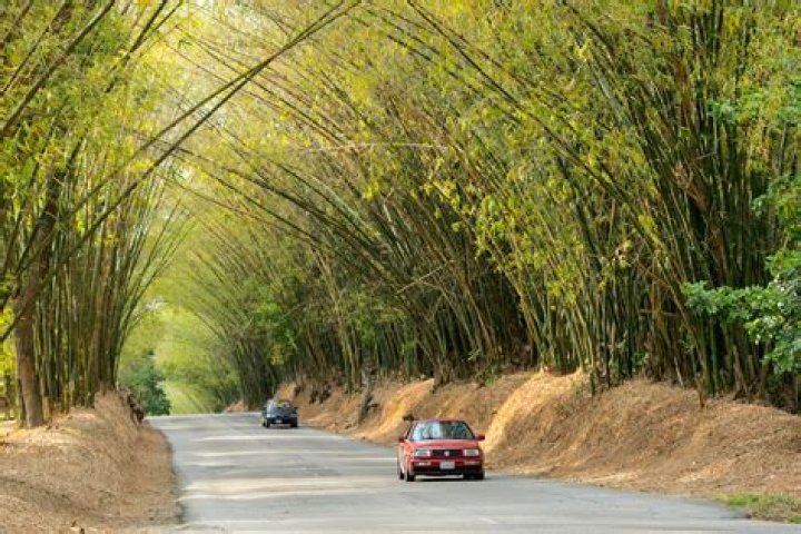 Bamboo Walk: A Journey Through Nature’s Green Corridor