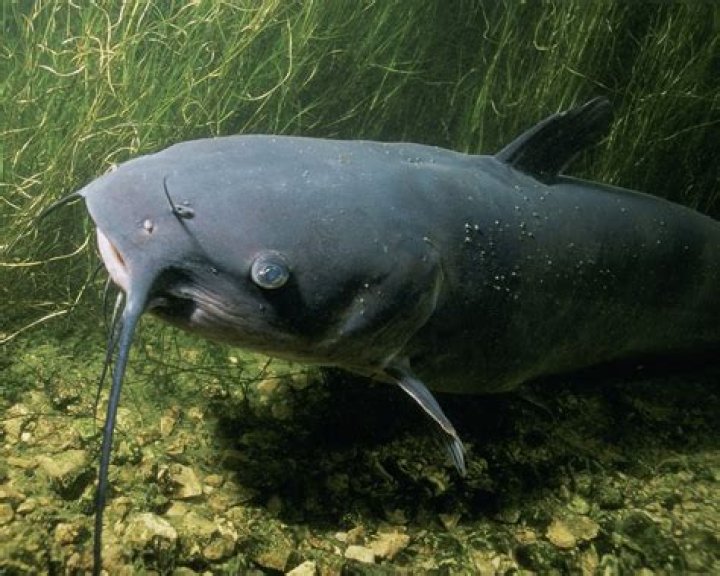 Catfish Noodling: The Thrill of Fishing with Your Bare Hands