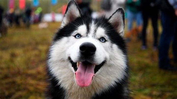Discovering the Enigmatic Husky Siberiano
