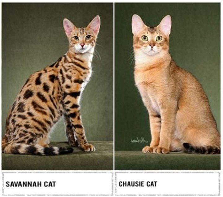 Discovering the Majestic World of Big Cat Breeds