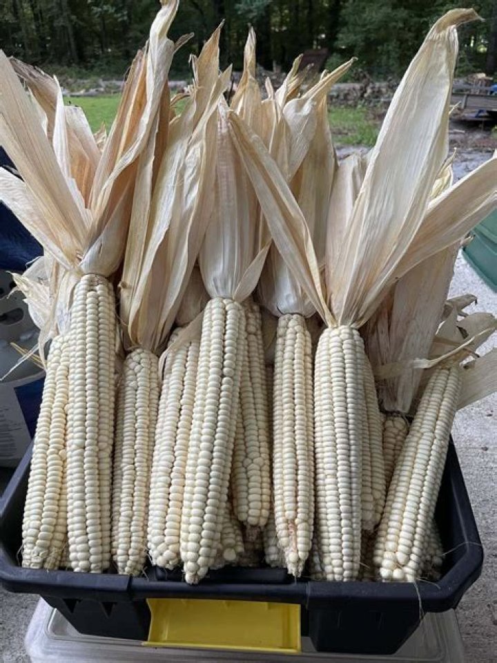 Discovering the Rich Heritage of Hominy Corn