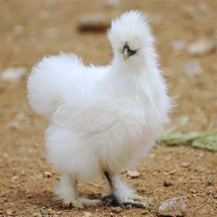 Discovering the Unique Beauty of the White Chicken Breed with Blue Green Tail Feathers
