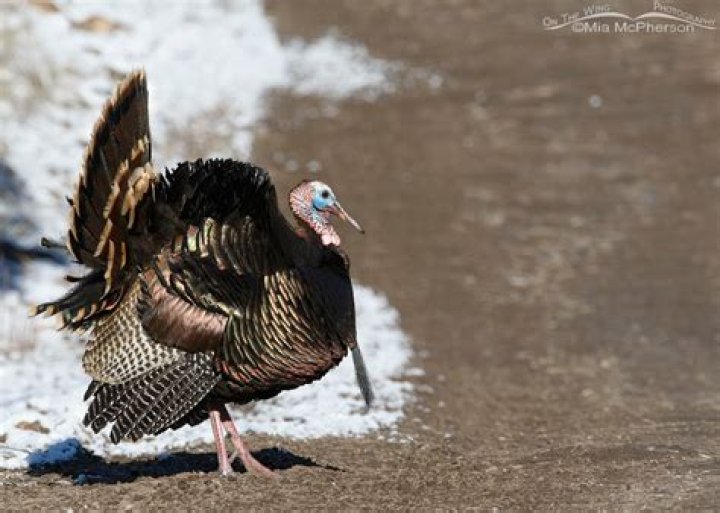Discovering Turkey Tom: A Culinary Delight or a Personality?