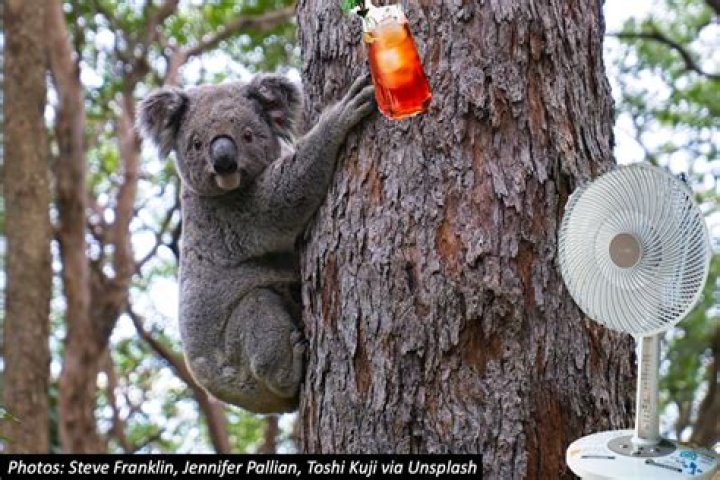 Embracing Nature's Cuddliest Creature: The Koala Hug