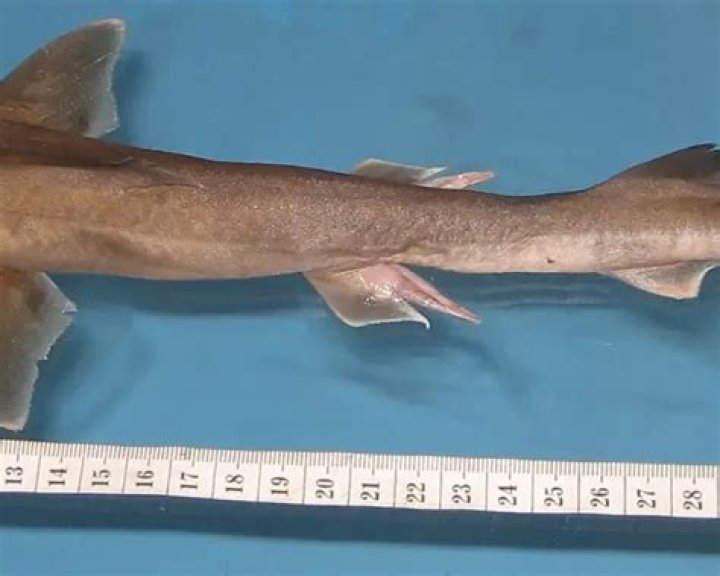 Exploring the Fascinating World of the Bigeye Houndshark