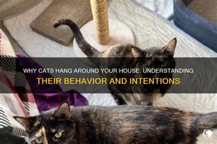 Feline Friends: Understanding When Cats Hang Around Your House