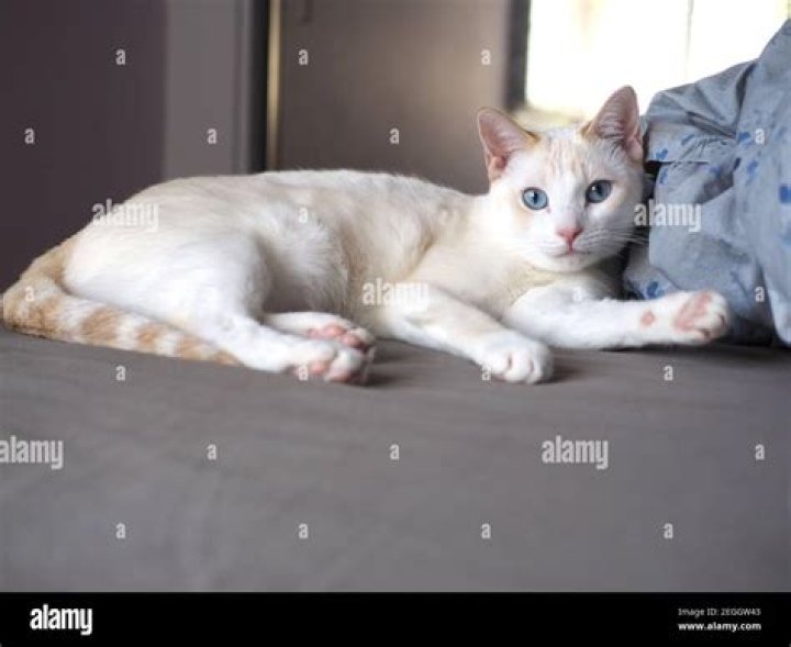 Flamepoint Siamese: The Enigmatic Beauty of the Siamese Cat
