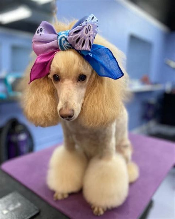 Get the Perfect Poodle Miami Cut Today!