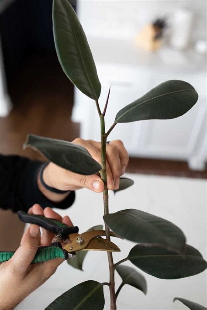 How to Propagate a Rubber Plant: A Comprehensive Guide