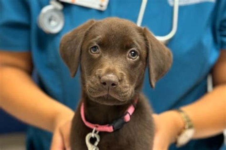 Ingleside Veterinary Clinic Phoenix: Exceptional Care for Your Pets