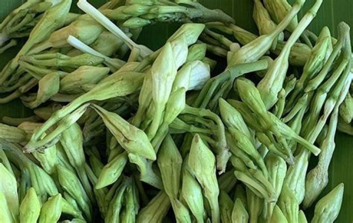 Loroco Flower: A Culinary Delight from Central America