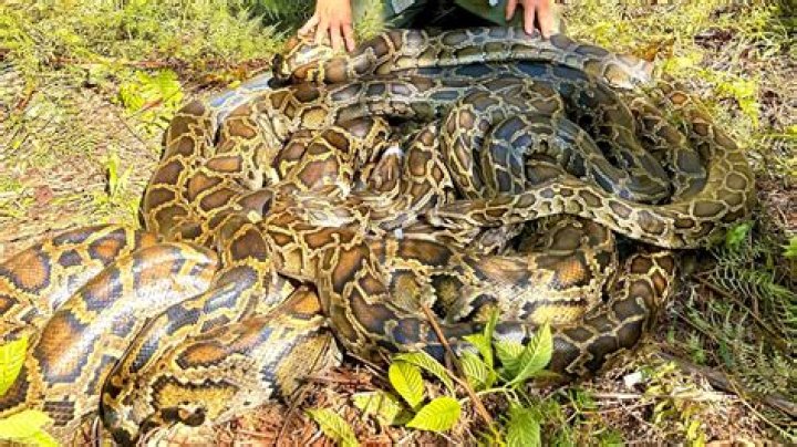 Massive 198 lb Burmese Python: Caught and Amazed!