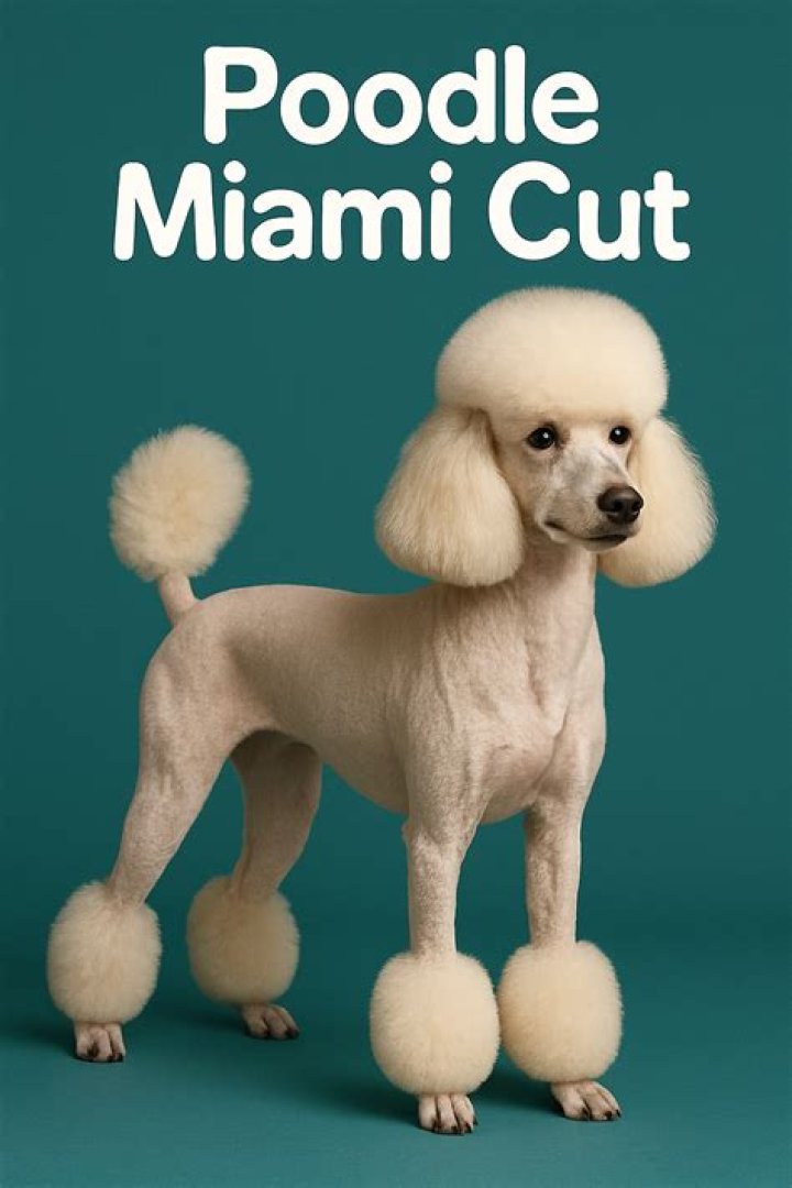 Miami Cut for Poodles: The Ultimate Guide