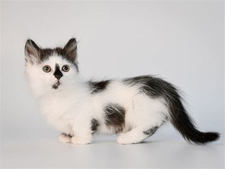 Munchkin Cat: The Adorable Dwarf Cat with a Big Heart