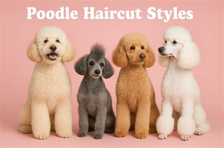 Poodle Haircuts: The Ultimate Guide to Grooming Styles for Your Furry Friend