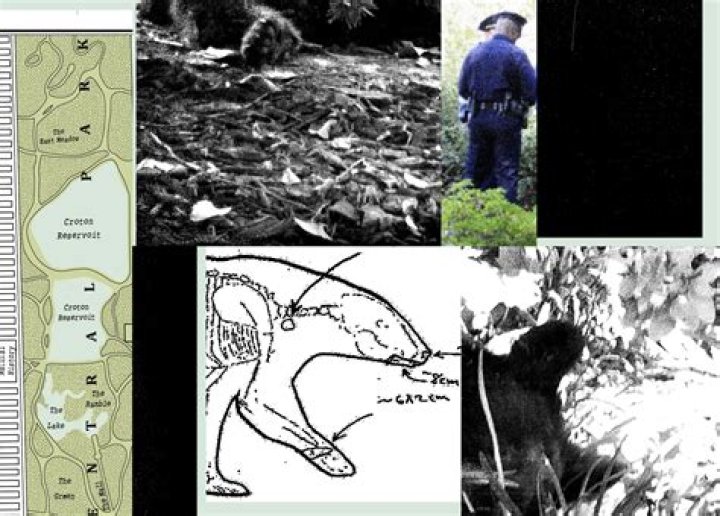 RFK Bear: Understanding the Phenomenon and Its Impact