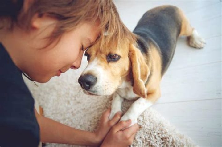 The Bearded Beagle: A Unique Companion for Dog Lovers
