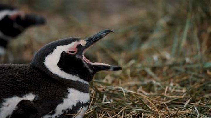 The Fascinating World of Penguin Mouths: Anatomy, Feeding, and Adaptations