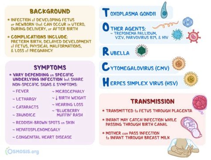 Torch Infections and Their Relevance in USMLE Step 2