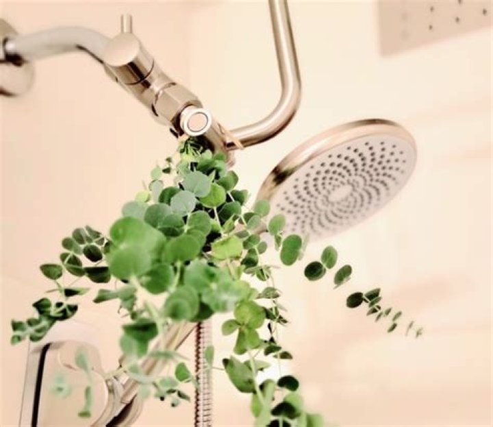 Transform Your Shower Experience with Eucalyptus