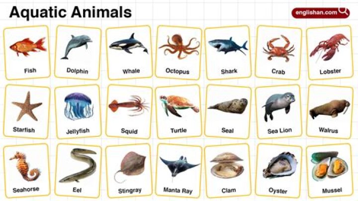 Understanding Fish Thicc: The Rise of a Trend in Aquatic Culture