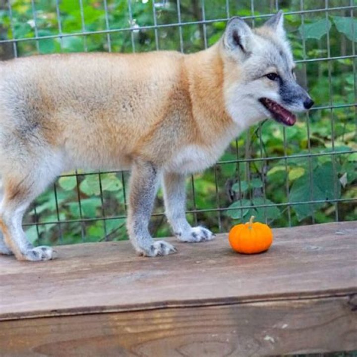 Understanding the Dog Fox Hybrid: An In-Depth Exploration