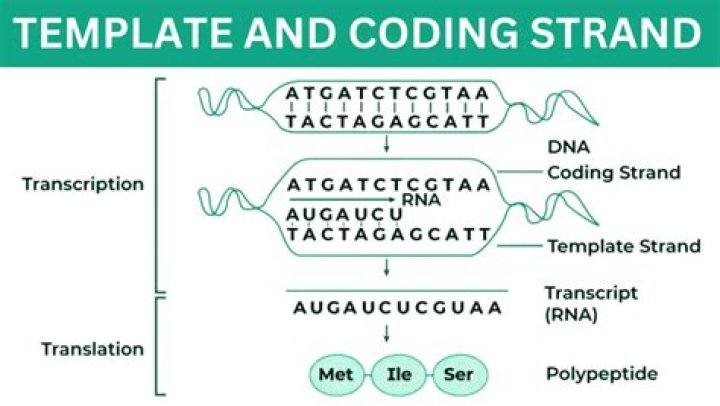 Understanding the Dynamics of Template vs Coding Strand