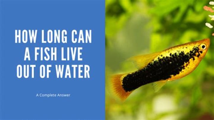 Understanding the Lifespan of Fish Out of Water