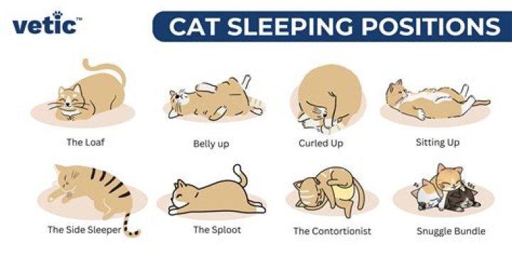 Understanding the Peaceful World of Cat Sleeping
