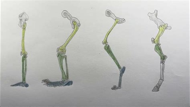 Understanding Unguligrade Legs: Characteristics, Adaptations, and Importance