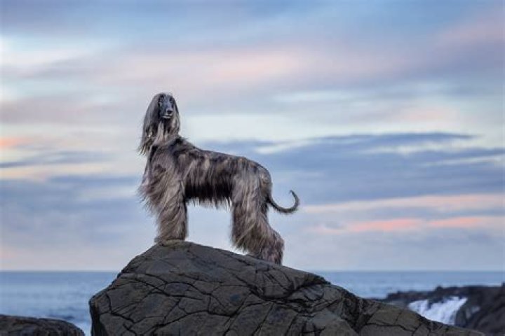 Unleashing the Art of Dog Makeup: A Canine Beauty Revolution
