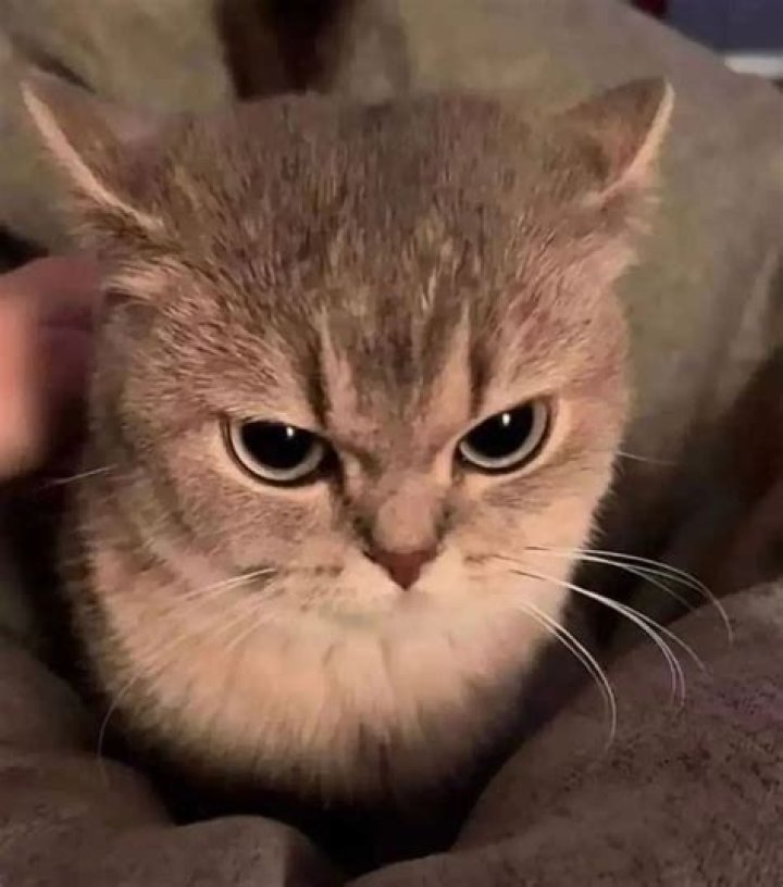 Unleashing the Fury: The Allure of the Angry Cat GIF