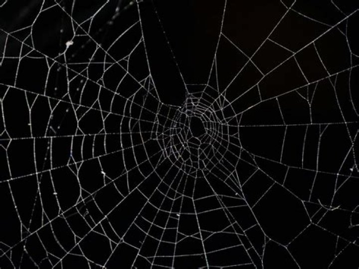 Unraveling the Art of Spider Web Design: A Creative Approach to Visual Aesthetics