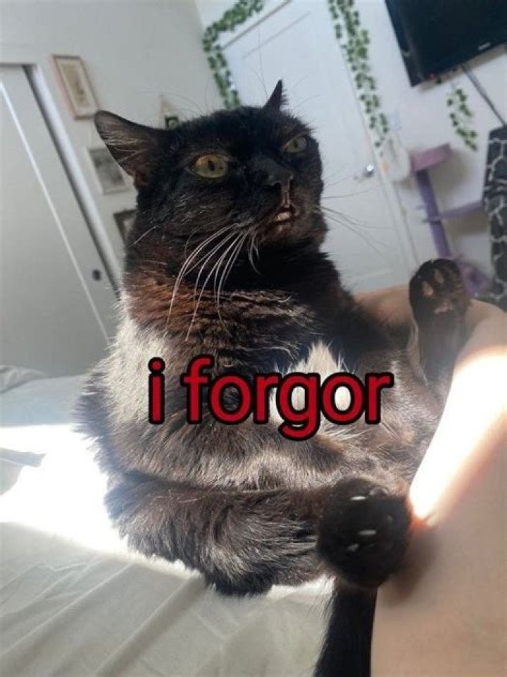 Unraveling the Hilarity of the I Forgor Meme