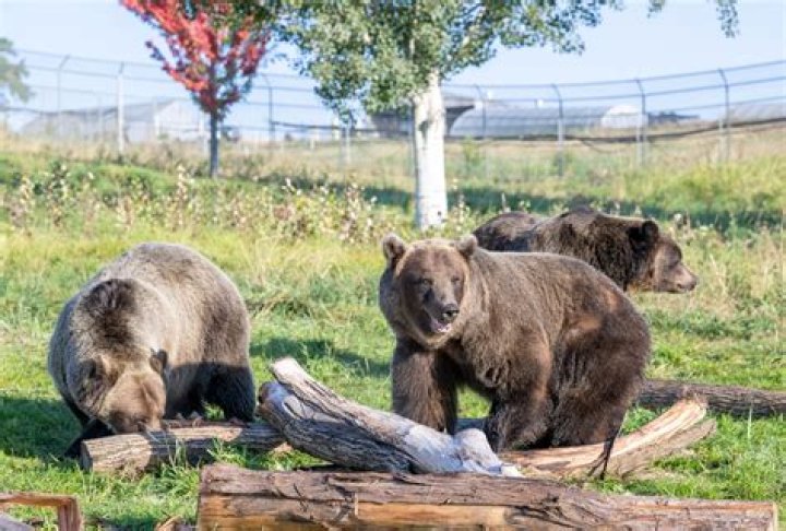 Unveiling the Truth: Do Bears Eat Deer?